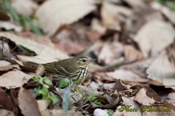 アオジ　Black-faced bunting