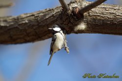 シジュウカラ　Japanese Tit