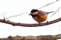 ヤマガラ　Varied tit