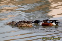 ハシビロガモ　Commons shoveler