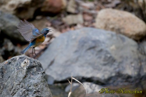 Red-flanked bluetail ルリビタキ　蚊を食べている