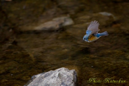 Red-flanked bluetail ルリビタキ　飛翔