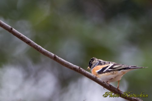 アトリ 　Brambling