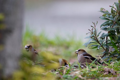 シメ　Hawfinch