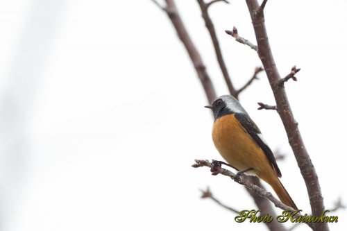 ジョウビタキ　Daurian Redstart　♂