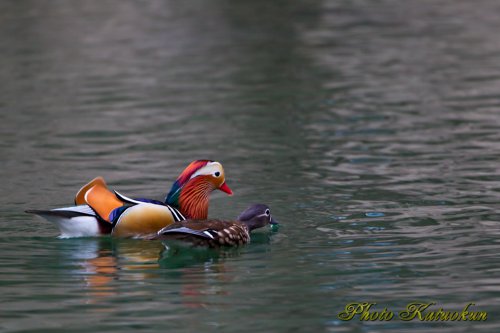 オシドリ　Mandarin duck