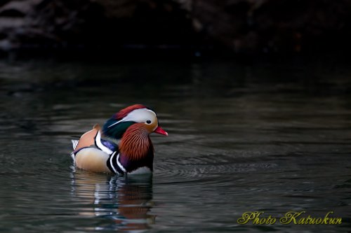 オシドリ　Mandarin duck