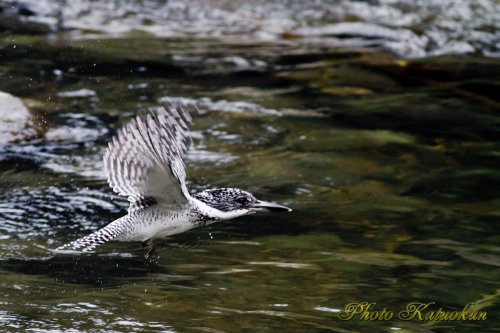 Crested Kingfisher 