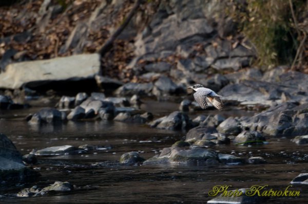 Crested Kingfisher　ヤマセミ　♀ EF540