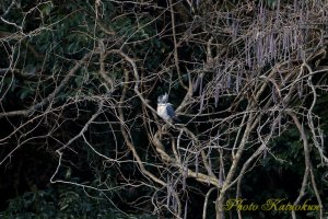 Crested Kingfisher　ヤマセミ　♂