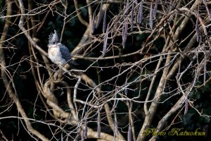 Crested Kingfisher　ヤマセミ　♂