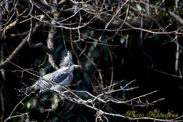 Crested Kingfisher　ヤマセミ　♂