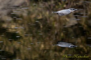 Crested Kingfisher　ヤマセミ