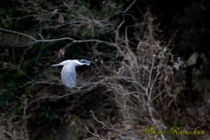 Crested Kingfisher　ヤマセミ