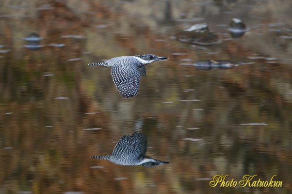 ヤマセミ　Crested Kingfisher