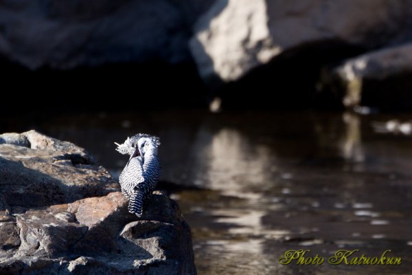 ヤマセミ　Crested Kingfisher