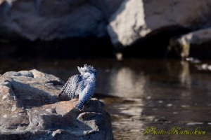 ヤマセミ　Crested Kingfisher