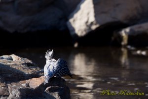 ヤマセミ　Crested Kingfisher