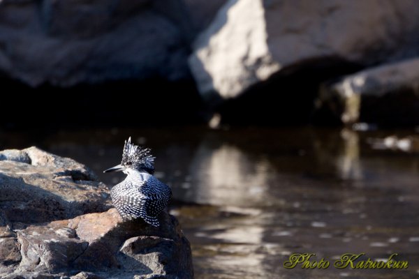 ヤマセミ　Crested Kingfisher