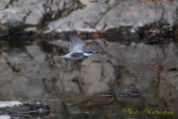 Crested Kingfisher ヤマセミ EF540