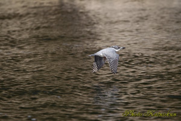 Crested Kingfisher ヤマセミ