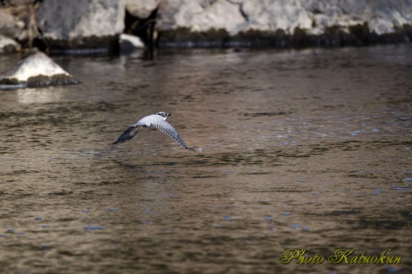 Crested Kingfisher ヤマセミ