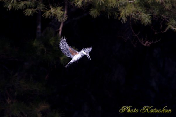 ヤマセミ　Crested Kingfisher