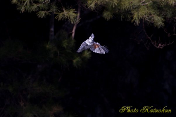 ヤマセミ　Crested Kingfisher EF540