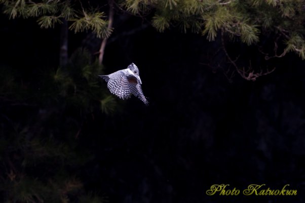 ヤマセミ　Crested Kingfisher