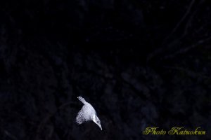 ヤマセミ　Crested Kingfisher