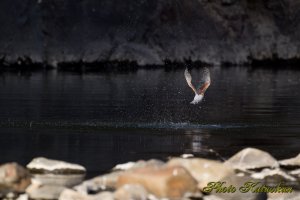 ヤマセミ　Crested Kingfisher