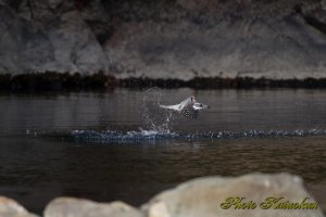 ヤマセミ　Crested Kingfisher