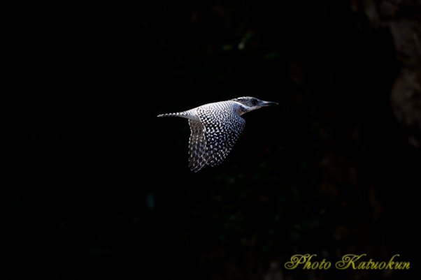 ヤマセミ　Crested Kingfisher EF540