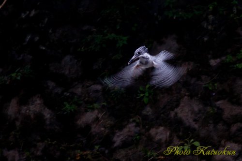 ヤマセミ　Crested Kingfisher　ホバ