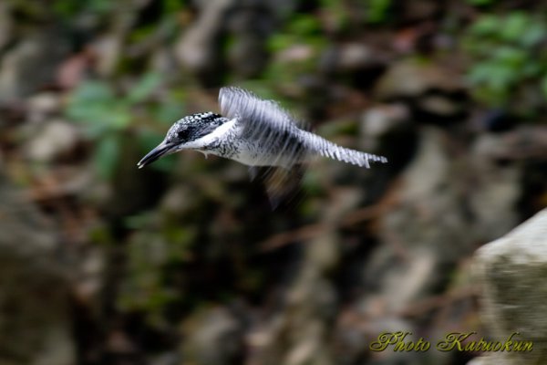 ヤマセミ　Crested Kingfisher　ホバ