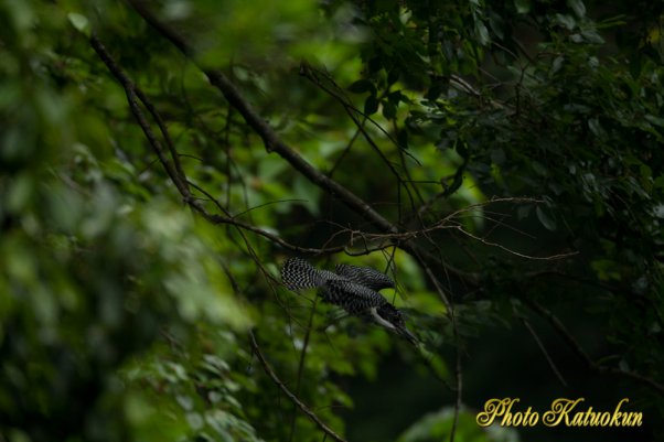 ヤマセミ　Crested Kingfisher　EF800 F5.6Ｌ