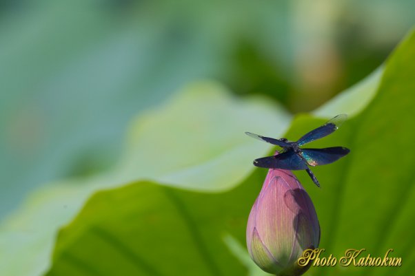 チョウトンボ　EF800 F5.6L IS USM 