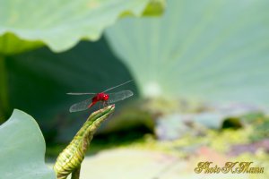 ショウジョウトンボ　EF456