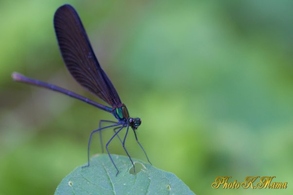 アオハダトンボ　EF100 F2.8L Macro IS USM 