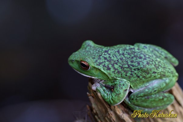 モリアオガエル　EF100 F2.8L Macro IS USM