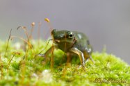 Forest Green Tree Frog