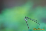 Platycnemis foliacea sasakii