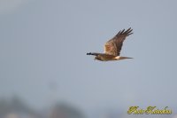 チュウヒ　Eastern marsh harrier