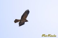 チュウヒ　Eastern marsh harrier