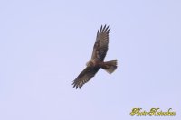 チュウヒ　Eastern marsh harrier