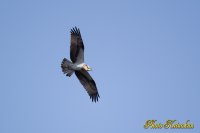 ミサゴ　Osprey