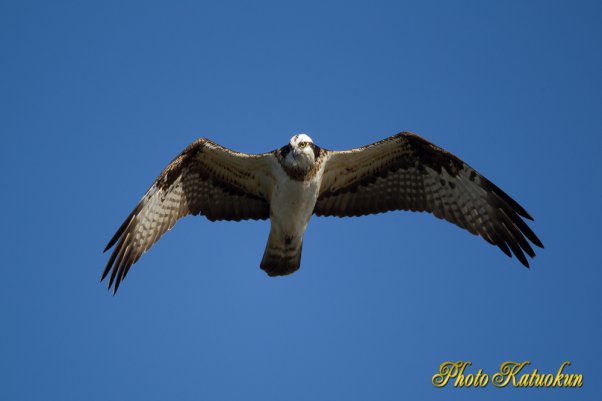 Osprey　ミサゴ