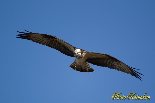 Osprey　ミサゴ