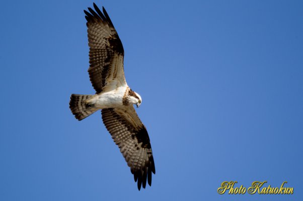 Osprey　ミサゴ