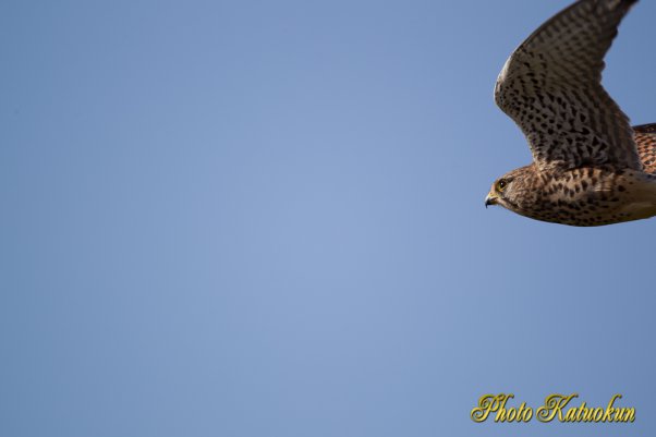 Common Kestrel　チョウゲンボウ